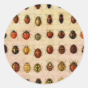 Sticker Rond Bug d'insectes coccinelle de coccinelle