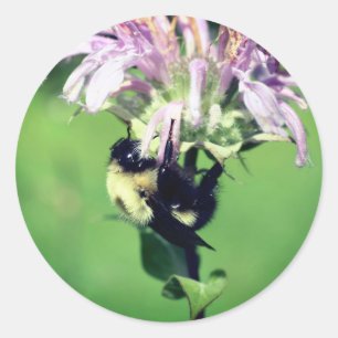 Sticker Rond Bumble Bee On Bee Balm Flower
