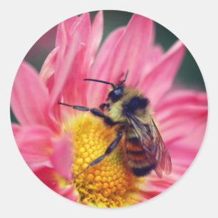 Sticker Rond Bumble Bee On Rose Daisy Flower
