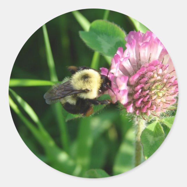 Sticker Rond Bumble Bee sur le trèfle rouge (Devant)