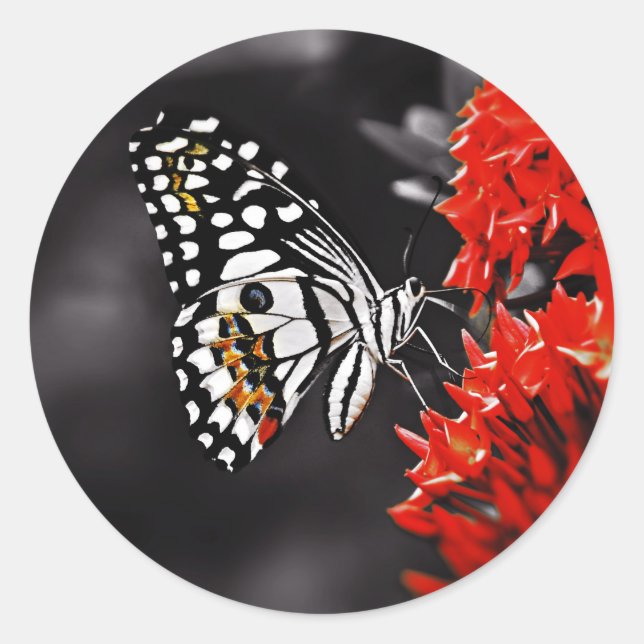 Sticker Rond Butterfly on Red Flowers (Devant)