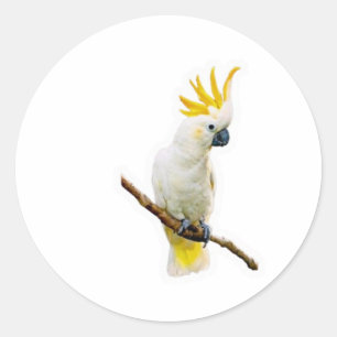 Sticker Rond Cacatoès tropical vibrant - Perroquet indonésien e
