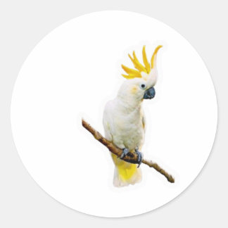 Sticker Rond Cacatoès tropical vibrant - Perroquet indonésien e