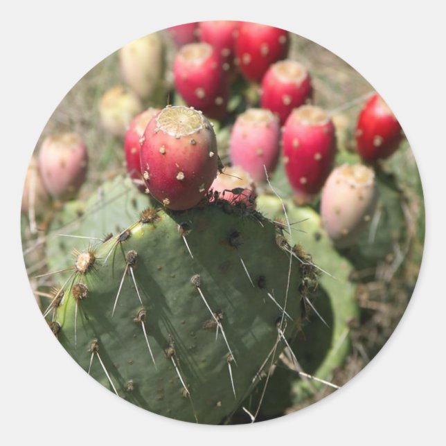 Sticker Rond Cactus À Poires En Poches Au Texas (Devant)