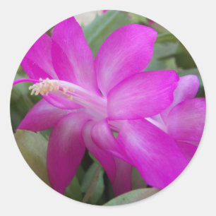 Sticker Rond Cactus de Noël rose