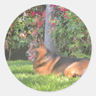 Sticker Rond Cadeaux Shepard allemand