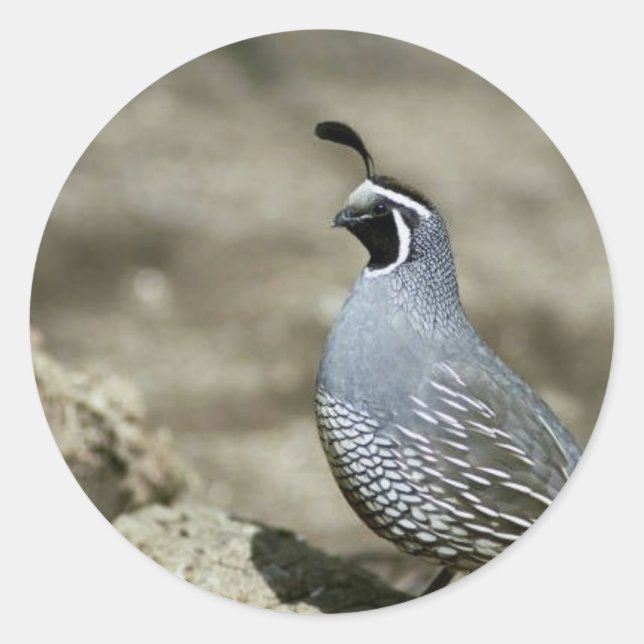 Sticker Rond Caille de Californie (Devant)