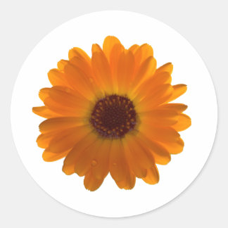 Sticker Rond Calendula