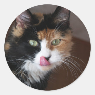 Sticker Rond Calico Cat