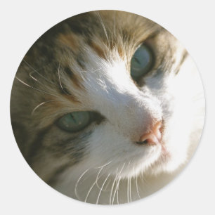 Sticker Rond Calico Tiger