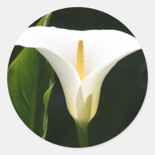 Sticker Rond Calla Lily