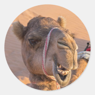 Sticker Rond Camel amusant