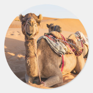 Sticker Rond Camel dans le désert d'Oman