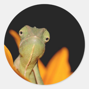 Sticker Rond caméléon