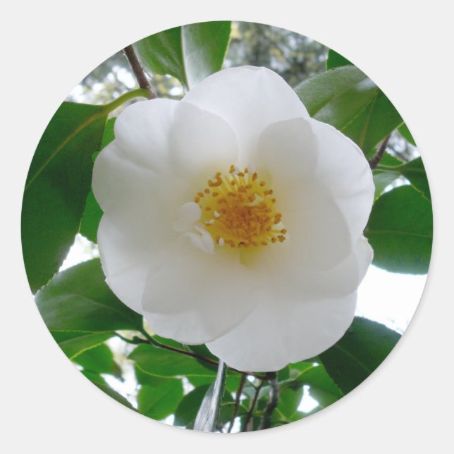Sticker Rond Camellia blanche (Devant)