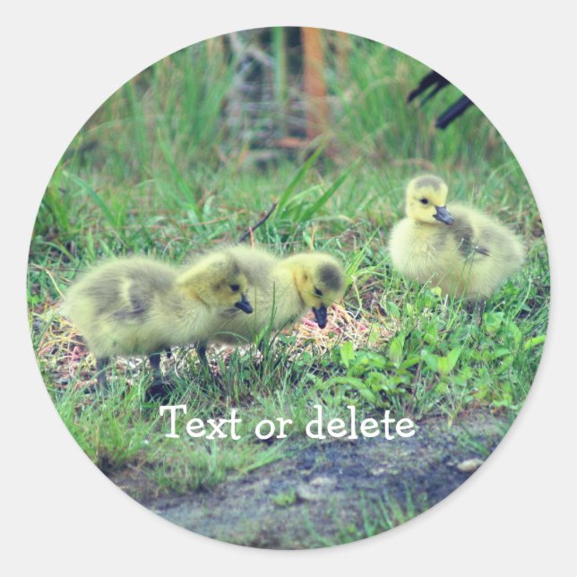 Sticker Rond Canada Goose Babies Nature Personnalisée (Devant)