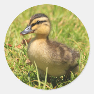 Sticker Rond Canard