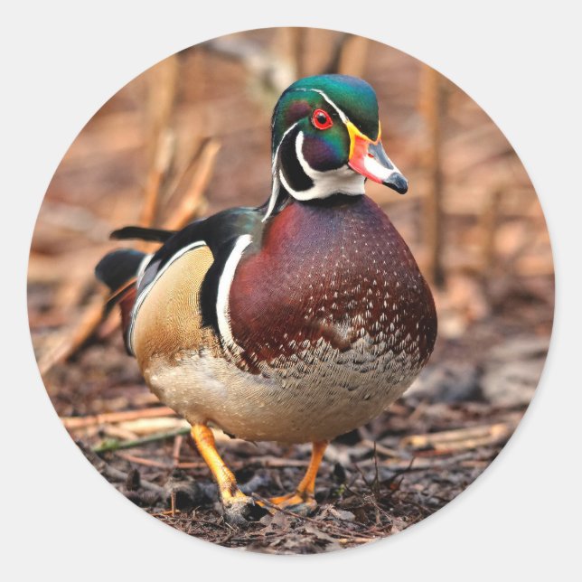 Sticker Rond Canard à bois mâle dans les bois (Devant)