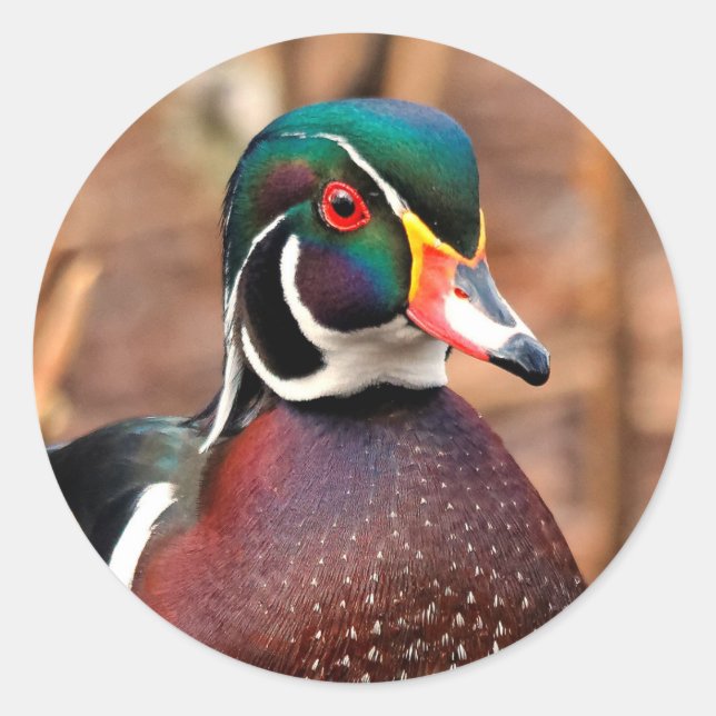 Sticker Rond Canard à bois mâle dans les bois (Devant)