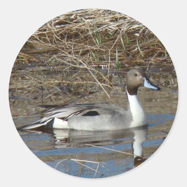 Sticker Rond Canard colvert B5 (Devant)