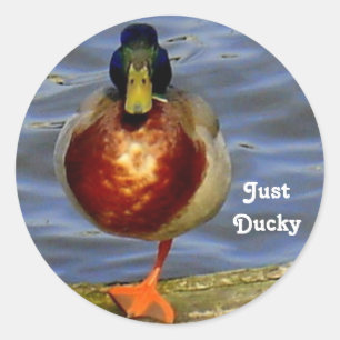 Sticker Rond Canard dormant