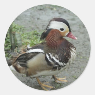 Sticker Rond Canard mandarin