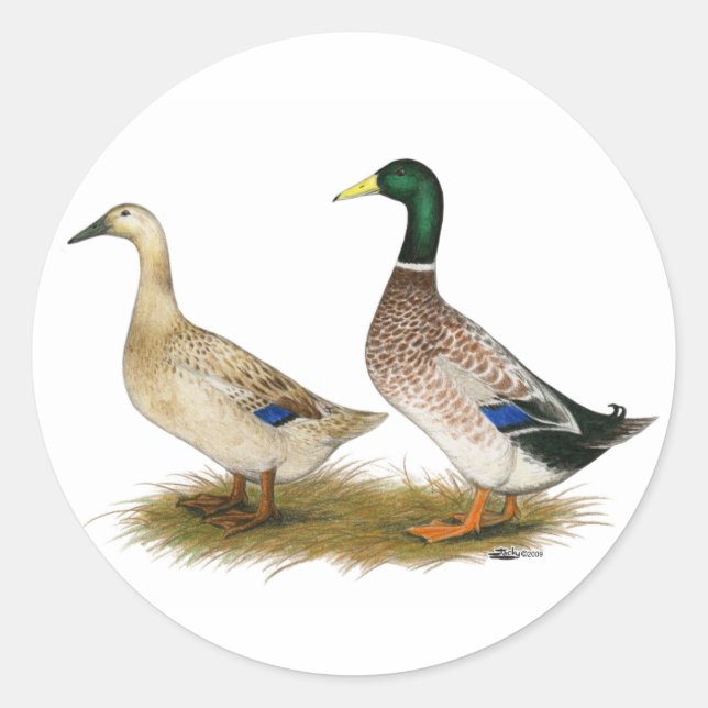 Sticker Rond Canards : Argent Welsh Harlequin (Devant)