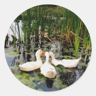 Sticker Rond Canards blancs, caleçons, cattails, lac