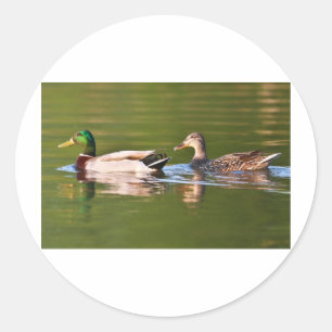 Sticker Rond Canards colverts mâle et femelle nageant