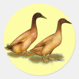 Sticker Rond Canards : Khaki Campbell