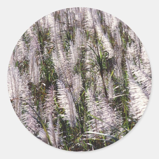 Sticker Rond Canne à sucre (Devant)