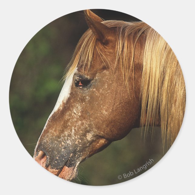 Sticker Rond Capture d'écran Appaloosa Horse 1 (Devant)