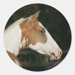 Sticker Rond Capture d'écran du Cheval de peinture 2
