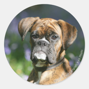 Sticker Rond Capture d'écran du chien de boxe