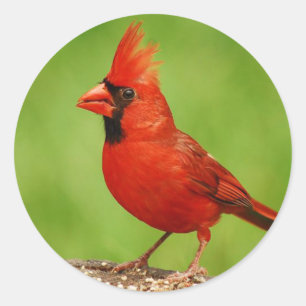 Sticker Rond Cardinal