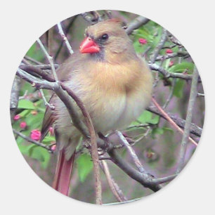 Sticker Rond Cardinal féminin (printemps)