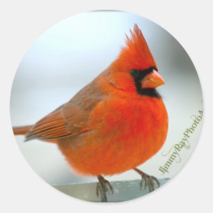 Sticker Rond Cardinal Red Bird