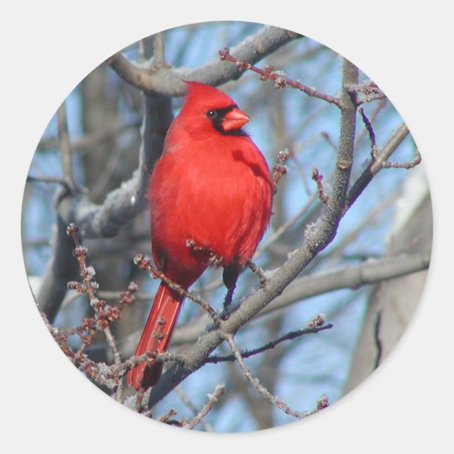 Sticker Rond Cardinal rouge (Devant)
