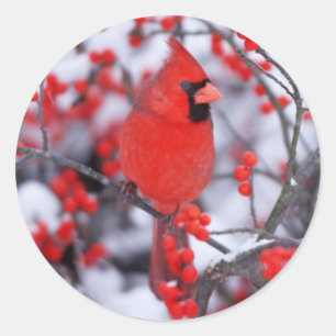 Sticker Rond Cardinal rouge mâle, Hiver, IL