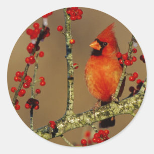 Sticker Rond Cardinal rouge mâle perché, IL