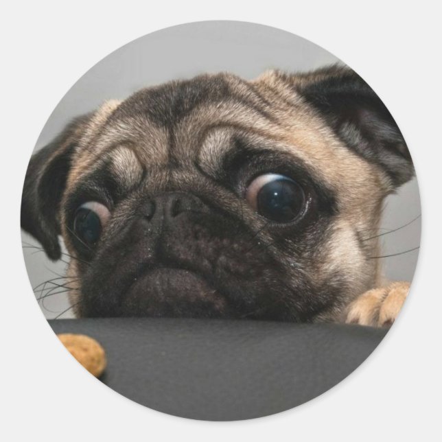 Sticker Rond Carlin (Devant)