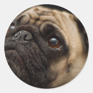 Sticker Rond Carlin adorable