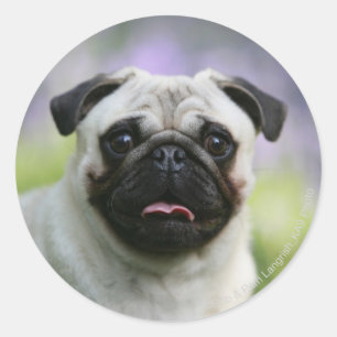 Sticker Rond Carlin de faon sur l'alerte