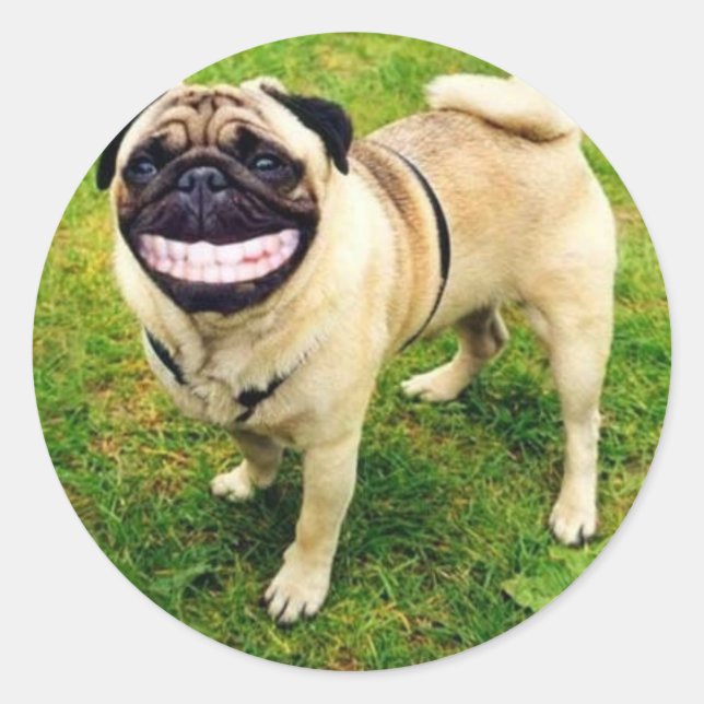 Sticker Rond carlin de sourire de chien (Devant)