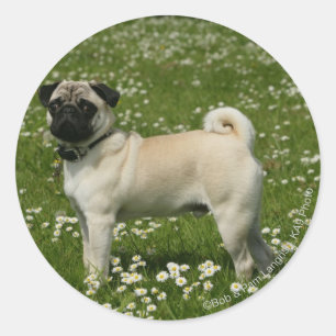 Sticker Rond Carlin jouant en fleurs