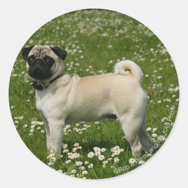 Sticker Rond Carlin jouant en fleurs (Devant)