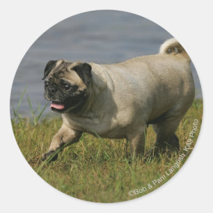 Sticker Rond Carlin Jouer près de l'eau