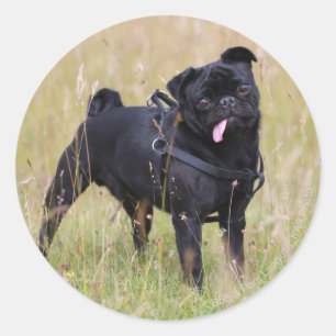Sticker Rond Carlin noir collant Tounge