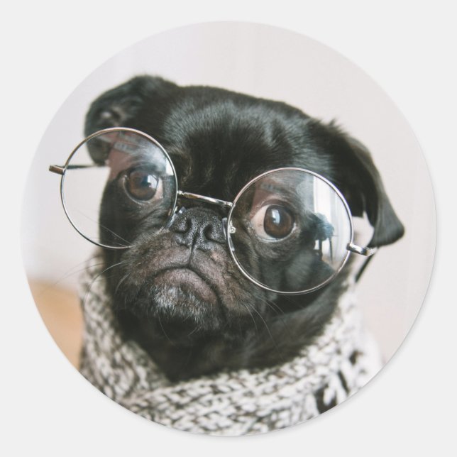 Sticker Rond Carlin noir mignon avec lunettes Photo Chien (Devant)