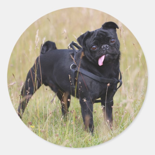 Sticker Rond Carlin noir Sticking Out Tounge (Devant)